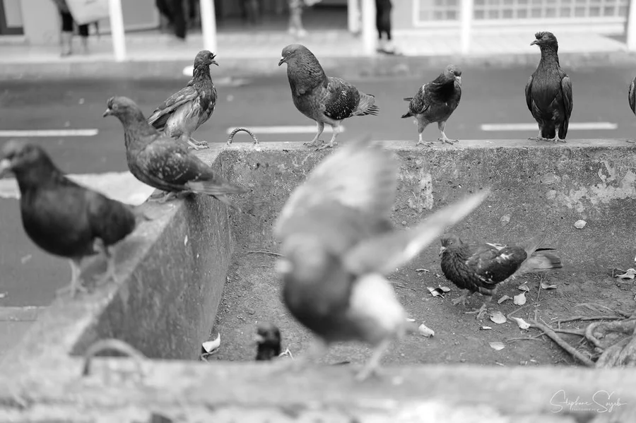 Papeete, poésie d'un jour ce jour✨
‘Ia ora na 😃Au - 10