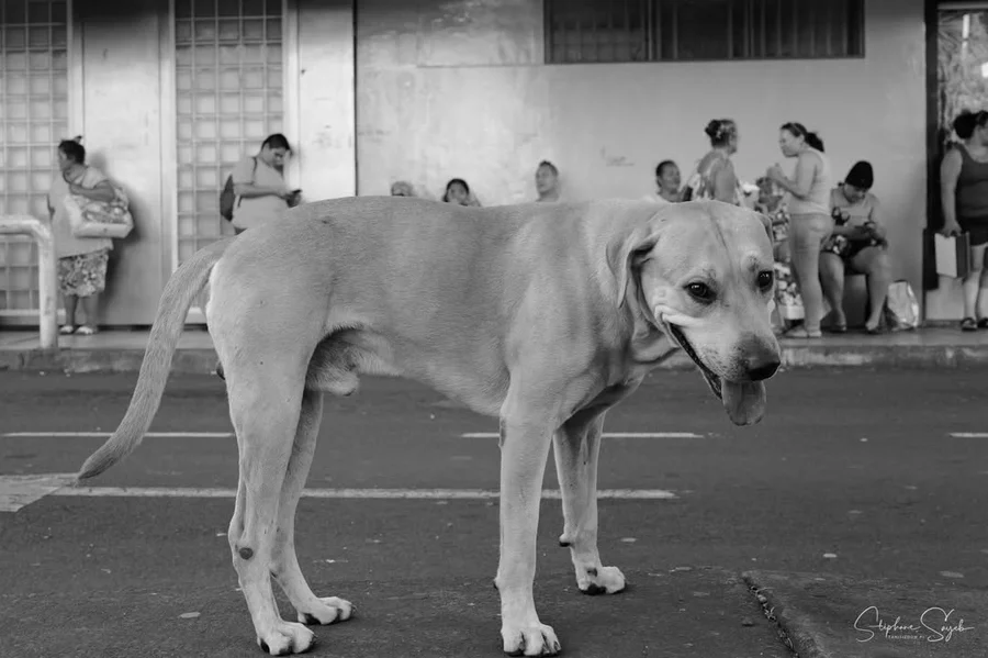 Vendredi, c’est noir & blanc. Encore une belle séa - 2