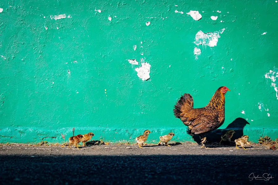 En allant à… Papeete ! Ce ne sont pas les grands m - 3