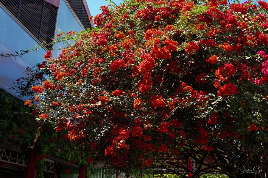 À Papeete, sur l'île de Tahiti, chaque visage est  - 9
