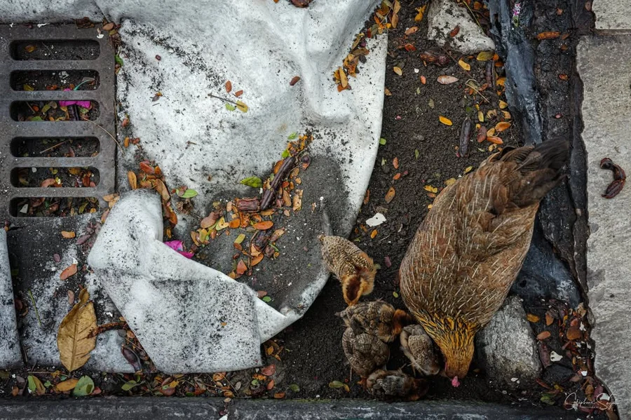 Les gens, les animaux, les occasions pittoresques… - 3