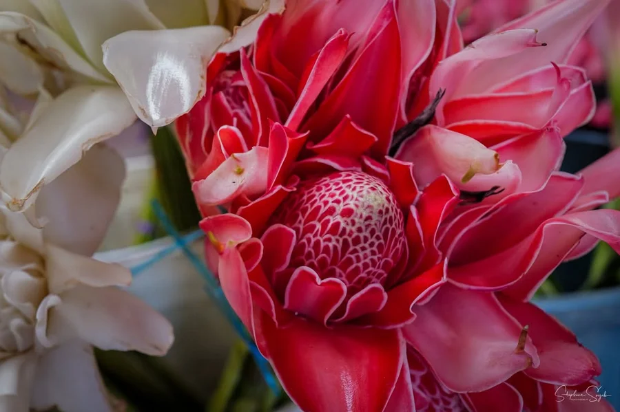 Plongeon hypnotique au cœur de la beauté florale.  - 2