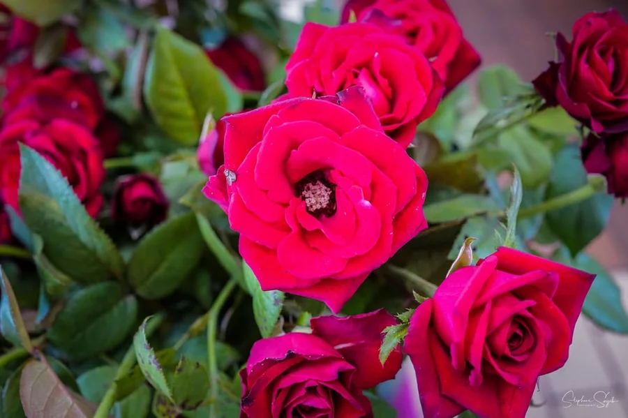 Plongeon hypnotique au cœur de la beauté florale.  - 12