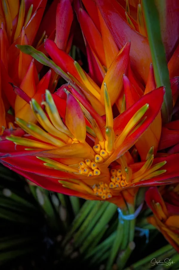 Plongeon hypnotique au cœur de la beauté florale.  - 4