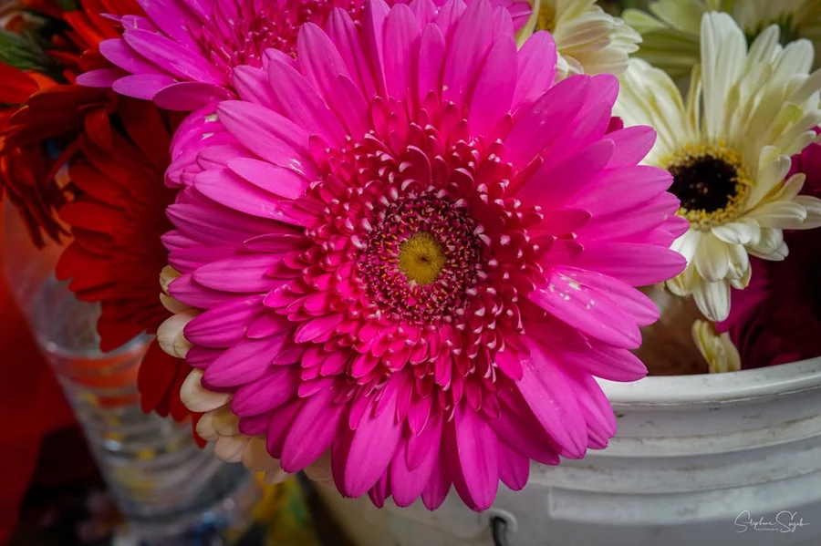 Plongeon hypnotique au cœur de la beauté florale.  - 5