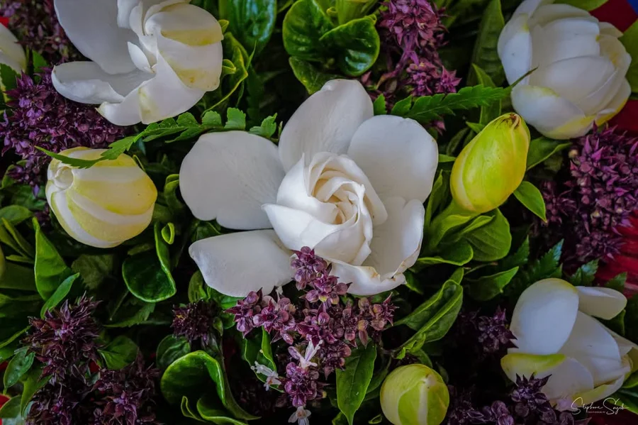 Plongeon hypnotique au cœur de la beauté florale.  - 6