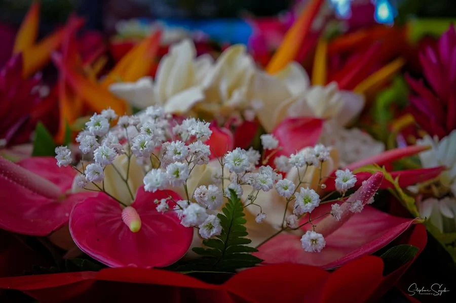 Plongeon hypnotique au cœur de la beauté florale.  - 7
