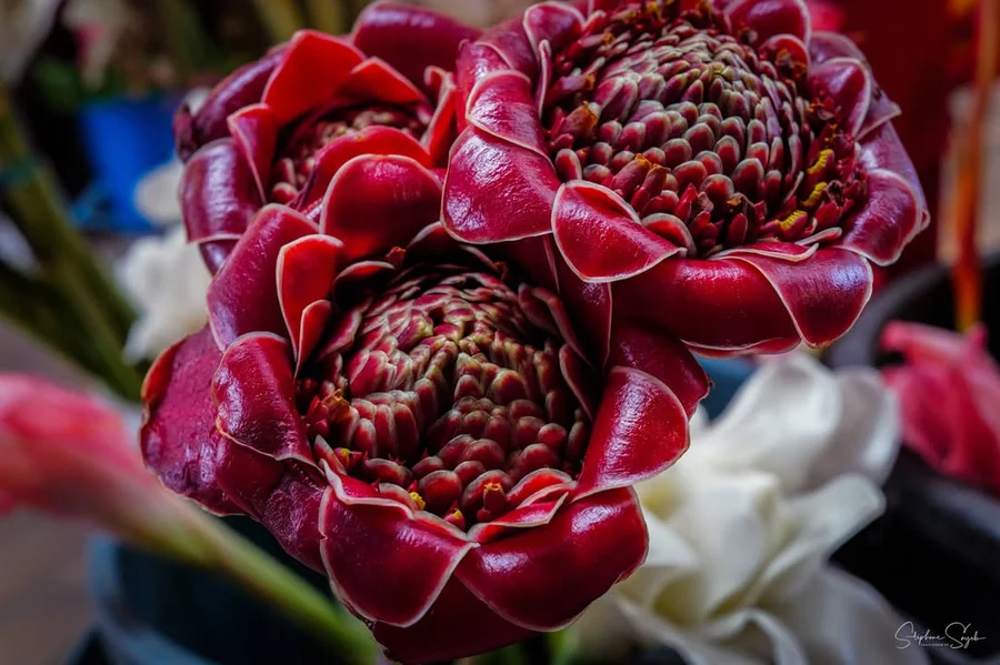 Plongeon hypnotique au cœur de la beauté florale.  - 8