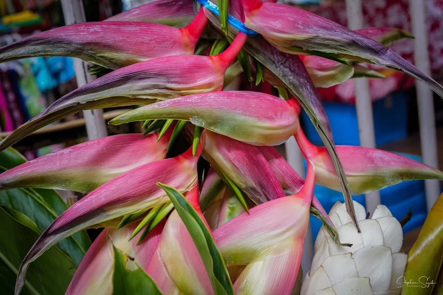 Plongeon hypnotique au cœur de la beauté florale.  - 9