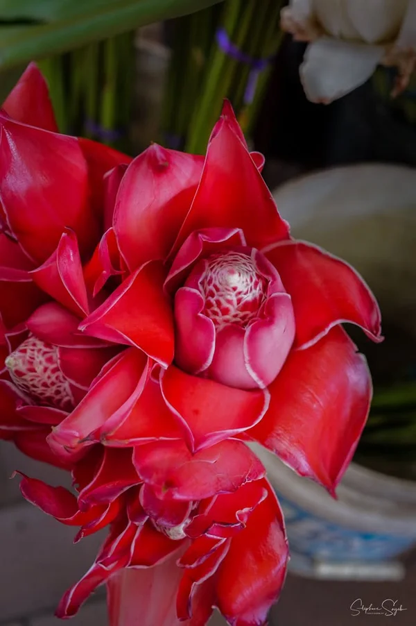 Plongeon hypnotique au cœur de la beauté florale.  - 10