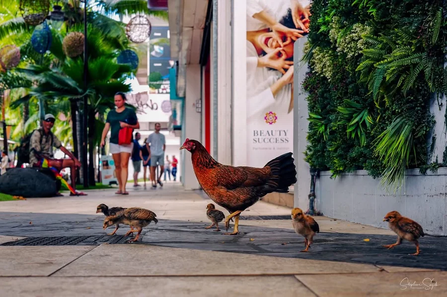 Depuis ce matin, sur le fare fenua vivant de Papee - 3