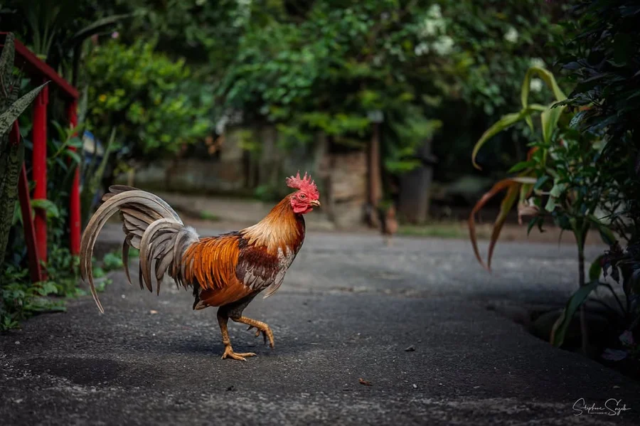 Nostalgie & Futur à Tahiti Zoom. Retour là où tout - 6