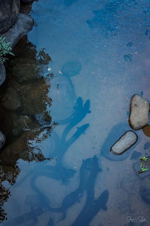 Nostalgie & Futur à Tahiti Zoom. Retour là où tout - 7