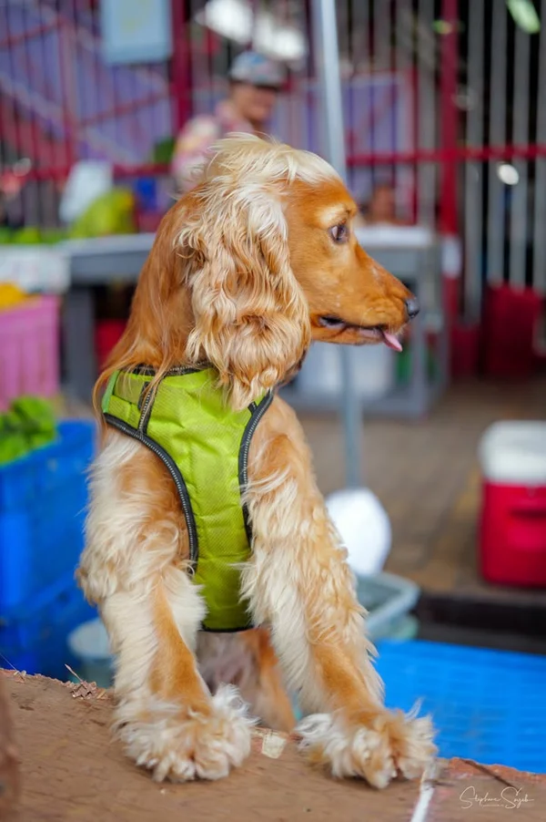 Un dimanche au marché de Papeete avec mon petit av - 2