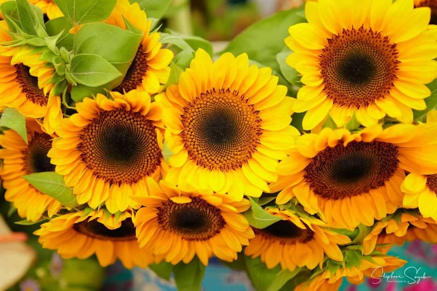 Dimanche douceur, lendemain de Toussaint. Au cœur  - 3