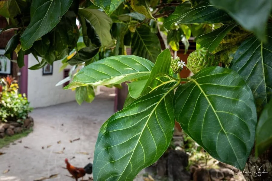 Ce matin, le cœur battant au rythme de l’océan, je - Photo 12