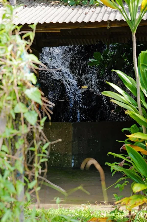 De Faa’a jusqu’aux rivages sauvages de Papenoo, la - Photo 10